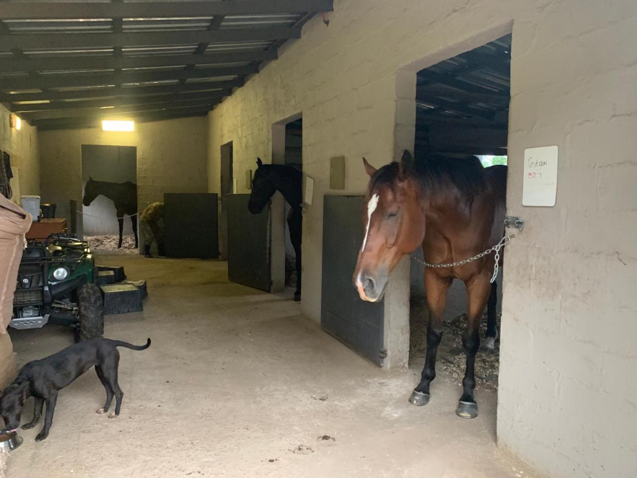 Cavalo Guesthouse & Equestrian Estate Drummond Dış mekan fotoğraf
